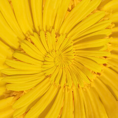 Yellow Flower Spiral