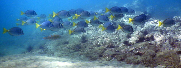 Fototapeta na wymiar Costa Rica Pacific Sea Life