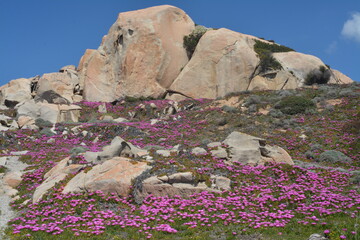 Fioriture primaverili