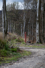 Forest path with marker on path.