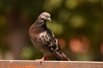 Pigeon on a blurred background