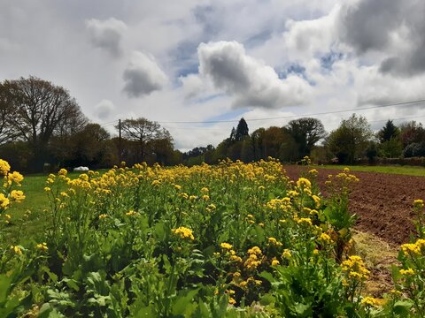 Nabos en plena floraci&oacute;n en una finca en Galicia