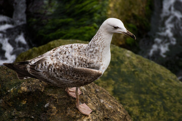 Sea Gull in Romania, Constanta