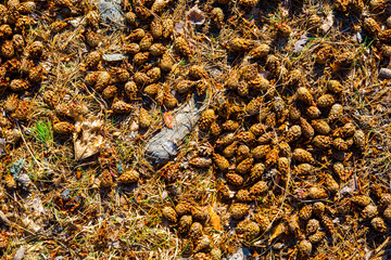 The pine cones lie on the ground in the forest. Close up view from above
