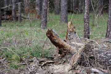 Rotten roots of a fallen tree in a pine forest