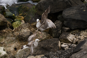 Sea Gull in Romania, Constanta