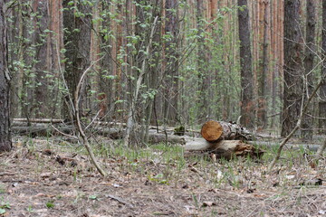 Sawed tree in a pine forest in spring
