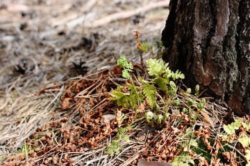 Young green fern near the trunk of a pine tree