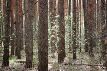 Young green leaves on small trees among large pines