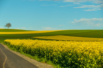 Gelb blühendes Rapsfeld im Frühjahr