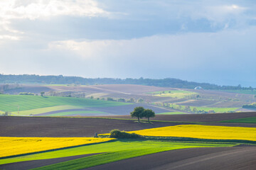 Obraz premium Gelb blühendes Rapsfeld im Frühjahr