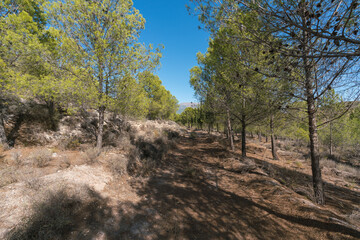 forest track among a pine forest