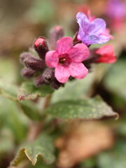 Pulmonaria officinalis. Spring herb with purple flowers. Detail of a flower.