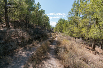 Fototapeta na wymiar forest track among a pine forest