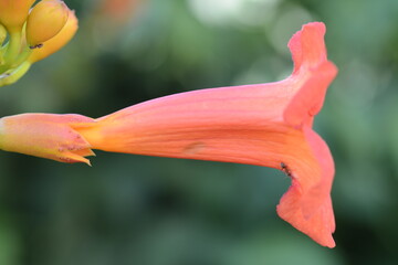 Bignonia, Campsis grandiflora