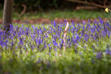 Bluebell flowers in a forest