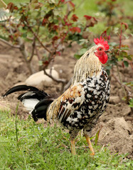 Colorful rooster in the garden for natural background