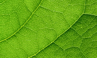 Leaf vector texture pattern background. Green leaf texture. Natural stylish background. Green Concept. Leaf vector texture pattern. Vector illustration, EPS10