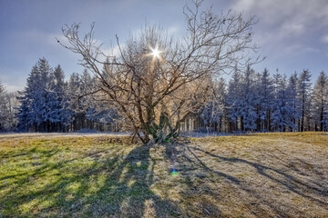 Wild tree in front of a frozen forest, at winter break, in the Simonswald valley, in the black...