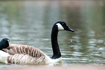Duck swimming in a lake