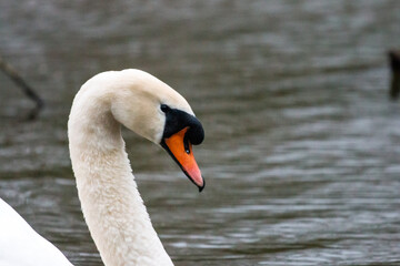 Obraz premium Swan on a lake in a park