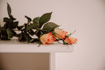 Róże herbaciane © Monika