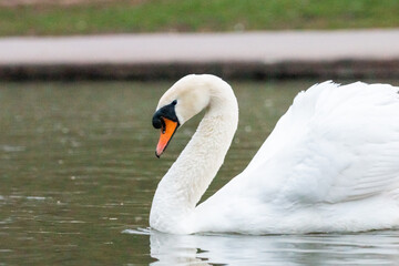 Swan on a lake in a park