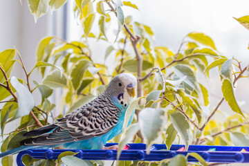 Wavy blue parrot. A beautiful parrot sits near the window. Pet. Melopsittacus undulatus.