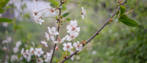 spring flowers on tree branches under the warm sun, soft focus blurry background