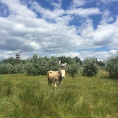 Fototapeta premium cows in the field