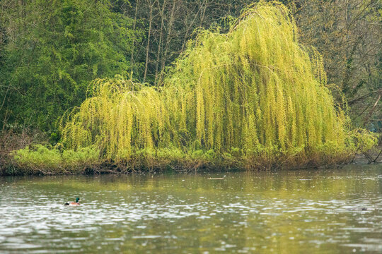 Weeping willow on the other side of the lake
