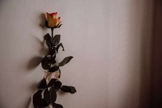 Fototapeta Róża 