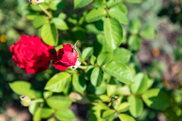 Red rose flowers on a background of green grass. Garden with flowers