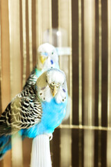 Budgerigars are blue. Two parrots in a cage. A pet. Parrot. Melopsittacus undulatus. © Stasiuk