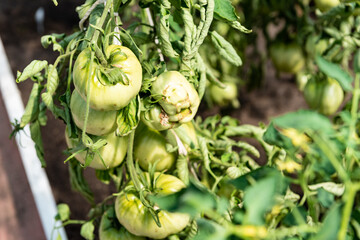 Green tomatoes on a branch. Pests on the crop. Harvest of tomatoes.