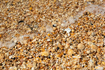 Orilla del mar con conchas marinas.