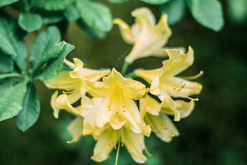 Fototapeta premium 花