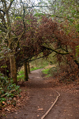 Fototapeta premium path in the forest