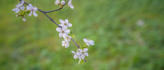 Obraz premium spring flowers on tree branches under the warm sun, soft focus blurry background