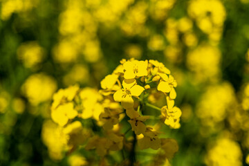 Rapeseed's field and a blue sky