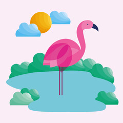 flamingo on water