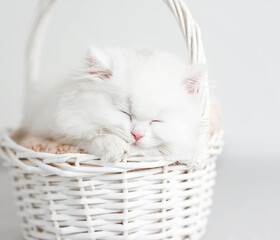 Fototapeta na wymiar White fluffy kitten sleeping in a wicker basket close up