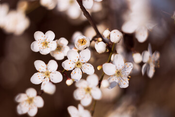 Isolated flowers from flowering tree. Background out of focus in red colors with white flowers.