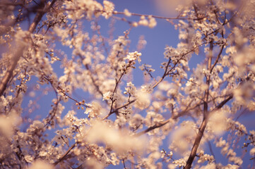 Flowering fruit tree with beautiful pink and orange flowers on the branches. Blue sky in background