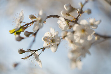 Flowers on fruit tree shrub ripening and flowering