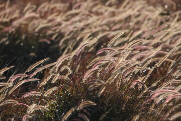 The grass swayed in the wind and the morning sun.