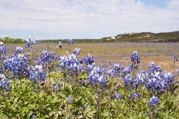 Filed of bluebonnets at Muleshoe Bend, Texas