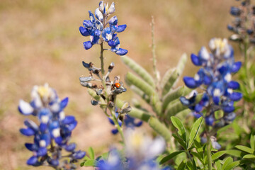 Texas bluebonnets