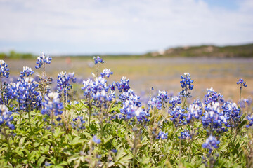 Filed of bluebonnets at Muleshoe Bend, Texas