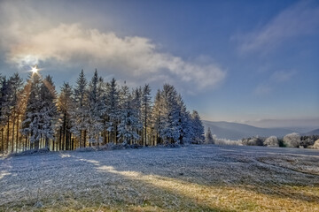 Grove with frozen trees in front of the Kandel Mountain, viewed from the Brendturm plateau in the Black Forest, Southwest Germany